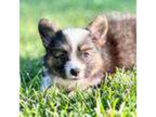Pembroke Welsh Corgi Puppy for sale in Herriman, UT, USA