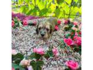 Dachshund Puppy for sale in Kennedy, NY, USA