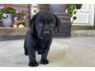 Labrador Retriever Puppy for sale in Evansville, IN, USA