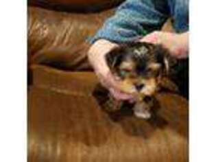 Yorkshire Terrier Puppy for sale in Mount Pleasant, TX, USA