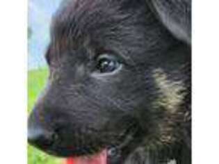 German Shepherd Dog Puppy for sale in South Dayton, NY, USA