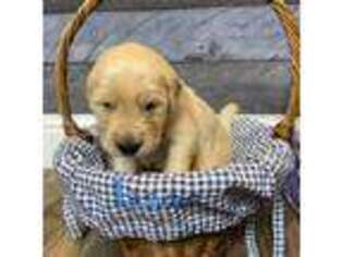 Golden Retriever Puppy for sale in Bixby, OK, USA