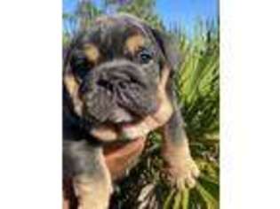 Bulldog Puppy for sale in Clewiston, FL, USA
