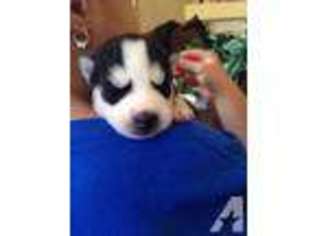 Siberian Husky Puppy for sale in MORENO VALLEY, CA, USA