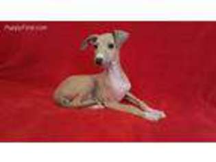 Italian Greyhound Puppy for sale in Anita, IA, USA