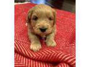 Goldendoodle Puppy for sale in Solon, IA, USA
