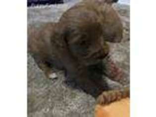 Goldendoodle Puppy for sale in Gurley, AL, USA