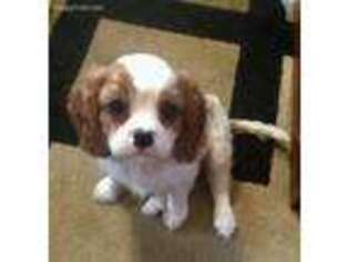 Cavalier King Charles Spaniel Puppy for sale in Gig Harbor, WA, USA