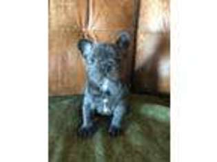French Bulldog Puppy for sale in Sherman, TX, USA