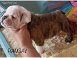 Bulldog Puppy for sale in Upper Sandusky, OH, USA