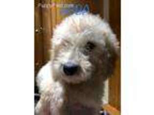 Labradoodle Puppy for sale in North Attleboro, MA, USA