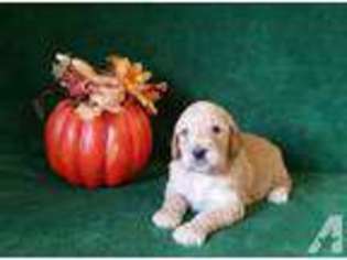 Goldendoodle Puppy for sale in LAND O LAKES, FL, USA