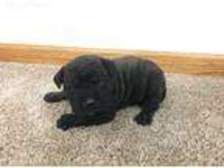 Bullmastiff Puppy for sale in Wolford, ND, USA