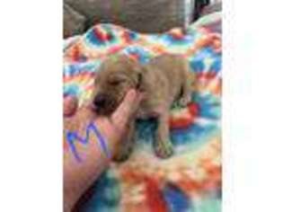 Goldendoodle Puppy for sale in Conover, NC, USA