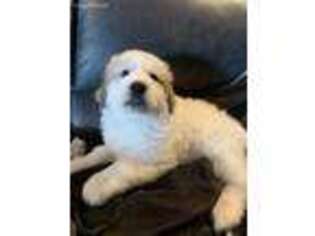 Great Pyrenees Puppy for sale in Norco, CA, USA