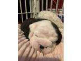 Bulldog Puppy for sale in Richmond, MO, USA