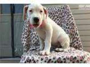 Dogo Argentino Puppy for sale in Lancaster, PA, USA