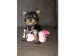 Yorkshire Terrier Puppy for sale in Fresno, CA, USA