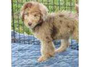 Mutt Puppy for sale in Lumberton, NC, USA