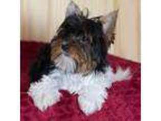 Biewer Terrier Puppy for sale in Bethel, OH, USA