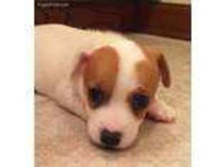 Jack Russell Terrier Puppy for sale in Churubusco, IN, USA