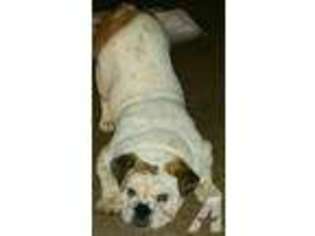 Bulldog Puppy for sale in PERRYVILLE, KY, USA