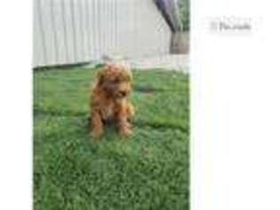 Mutt Puppy for sale in Jackson, MI, USA
