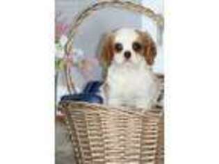 Cavalier King Charles Spaniel Puppy for sale in Winchester, OH, USA