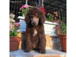 Mutt Puppy for sale in Big Cove Tannery, PA, USA