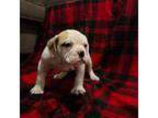 Olde English Bulldogge Puppy for sale in Swartz Creek, MI, USA
