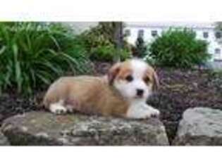 Pembroke Welsh Corgi Puppy for sale in Elverson, PA, USA
