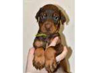 Doberman Pinscher Puppy for sale in Sauquoit, NY, USA