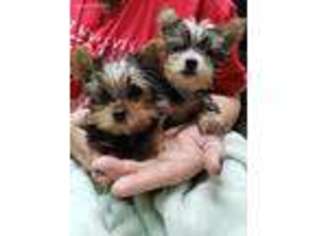 Yorkshire Terrier Puppy for sale in Carl Junction, MO, USA