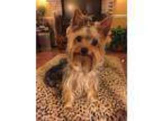 Yorkshire Terrier Puppy for sale in Murfreesboro, TN, USA
