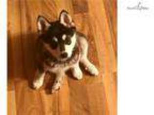 Alaskan Klee Kai Puppy for sale in Lincoln, NE, USA