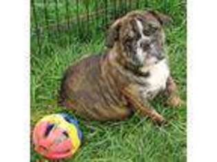 Bulldog Puppy for sale in Paris, KY, USA