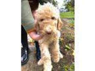 Labradoodle Puppy for sale in Mansfield, OH, USA