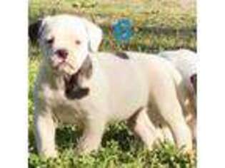American Bulldog Puppy for sale in Jackson, TN, USA