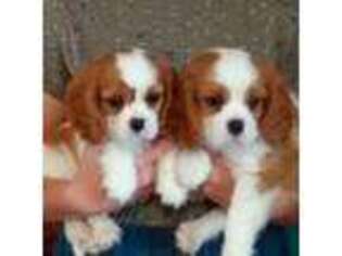 Cavalier King Charles Spaniel Puppy for sale in Saint Marys, KS, USA