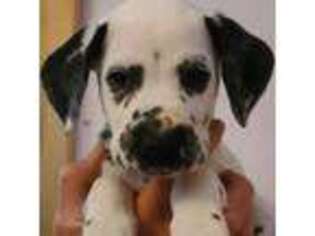 Dalmatian Puppy for sale in Rebersburg, PA, USA