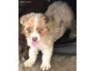 Australian Shepherd Puppy for sale in Baytown, TX, USA