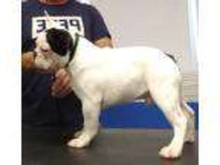 French Bulldog Puppy for sale in Joppa, MD, USA