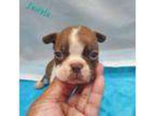 Boston Terrier Puppy for sale in Charlotte, NC, USA