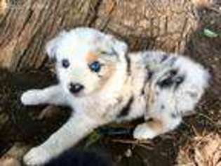 Australian Shepherd Puppy for sale in Jasper, MO, USA