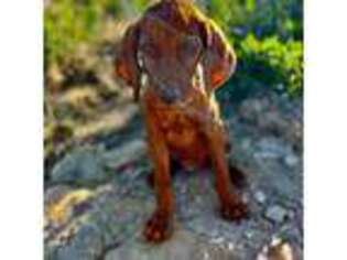 Vizsla Puppy for sale in Roundup, MT, USA