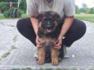 German Shepherd Dog Puppy for sale in Marion, IN, USA