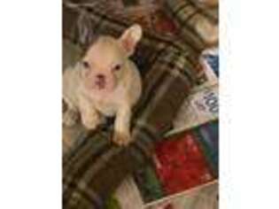 French Bulldog Puppy for sale in Chester, SC, USA