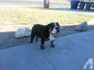 Bulldog Puppy for sale in YAKIMA, WA, USA