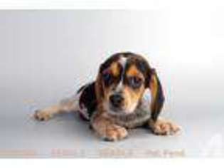 Beagle Puppy for sale in GARDEN GROVE, CA, USA