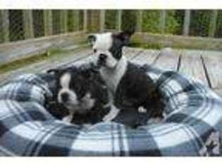 Boston Terrier Puppy for sale in HAMDEN, NY, USA